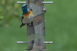 Lazuli Bunting at feeder.jpg